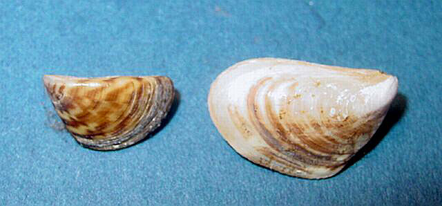 Image of Zebra and Quagga Mussels